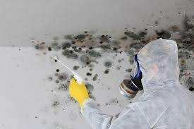 Why You Should Choose Our Mold Remediation Services in Desert Palms, CA